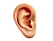 © carolina - human ear isolated in PNG transparent