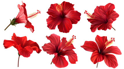 Wall Mural - Set of tropical red hibiscus flowers isolated on white background