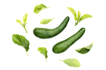 Wall Mural - Long avocado fruit, Fresh long neck avocado