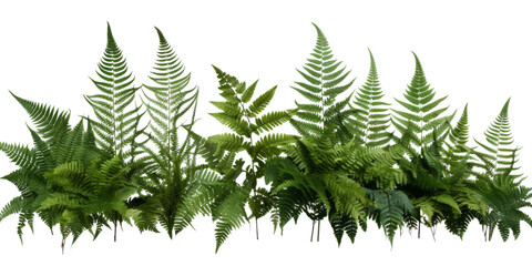 Wall Mural - A digital image of a group of green fern fronds isolated on a transparent white background