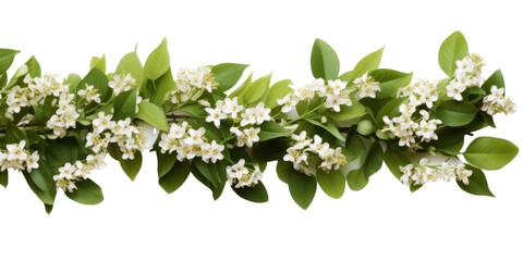 A single branch of a flowering tree with white blossoms and green leaves, isolated against a white background