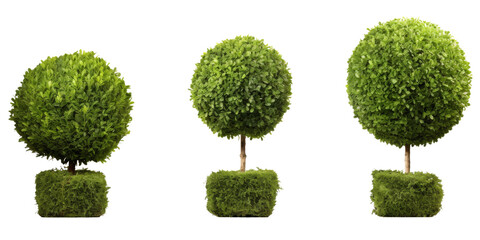 A photograph of three green topiary trees, each in a square pot, on a white background. The trees are all trimmed into a round shape