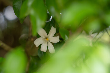 Wall Mural - Orange jasmine or Murraya flower.