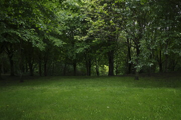 Wall Mural - trees in the park