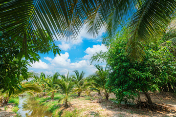 Wall Mural - Green Banana and Coconut tree plantation in nature farm with a water canal a tropical rain forest the garden integrated agriculture nature the garden with daylight blue sky white clouds in Thailand.