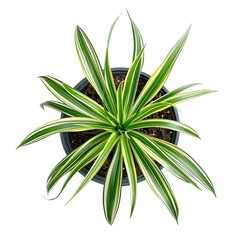 Wall Mural - Pot of Spider Plant isolated on white background, top view