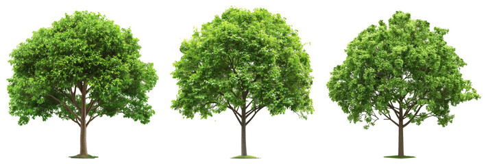 Poster - Generative AI technology used to create a green tree isolated on white background