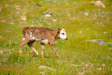 Wall Mural - A cow and a newborn calf graze on a pasture in a green meadow. The concept of animal husbandry and organic food.