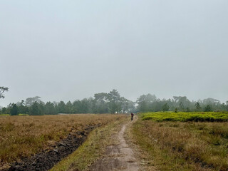 Phu Kradueng Nation Park forest area 2