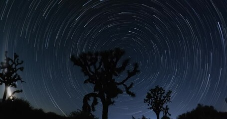 shot of the joshua tree star trail in the mojave desert.