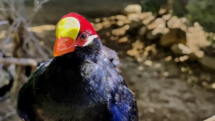 Wall Mural - Red and yellow colored head on a black body bird looking around.