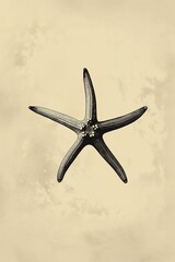 Wall Mural - starfish illustration on parchment paper digital drawing stock photo, image, and royalty of