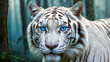 © Ozgurluk Design - white tiger portrait with piercing blue eyes in a mystical forest
