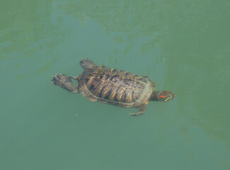 Wall Mural - Pond slider (Trachemys scripta) swims on the water