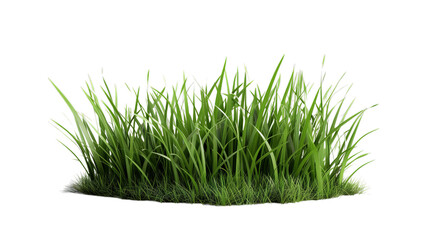 lush green grass clump isolated on transparent background, png