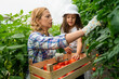 © NDABCREATIVITY - Happy single mother picking fresh vegetable with her daughter. Self-sufficient family fresh produce.