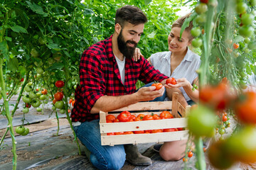 Wall Mural - Young happy couple of farmers working in greenhouse, with organic bio tomato, vegetable