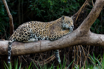 Wall Mural - Jaguar (Panthera onca) resting in a tree in the Northern Pantanal in Mata Grosso in Brazil