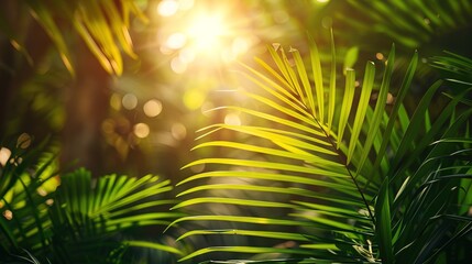 Wall Mural - Photo of sun rays passing through the lush green palm tree leaves, beach summer concept, background