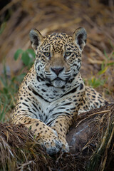 Wall Mural - Jaguar (Panthera onca) resting in a tree in the Northern Pantanal in Mata Grosso in Brazil