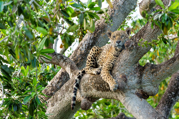 Wall Mural - Jaguar (Panthera onca) resting in a tree in the Northern Pantanal in Mata Grosso in Brazil