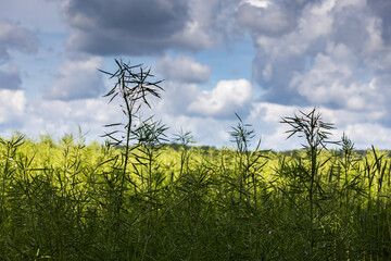 Sticker - Canola - ripe rapeseed plants with spring clouds on blue sky on background