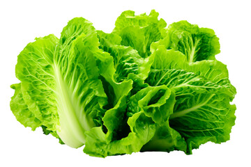 a green leafy lettuce