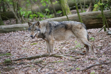  Wolf