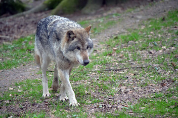  Europaescher Grauwolf in freier Natur