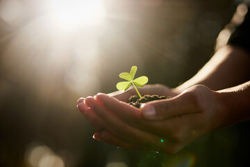 Hands, soil and holding plant with person for growth, development and sustainability in agriculture. Fertilizer, dirt and environment with sapling for hope, leaf and earth day or climate change