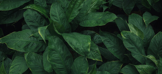 Wall Mural - Full Frame of Green Leaves Pattern Background, Nature Lush Foliage Leaf Texture, tropical leaf	