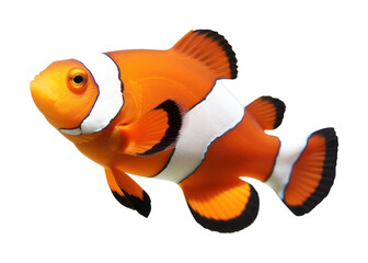 Wall Mural - PNG Clownfish animal sea white background.