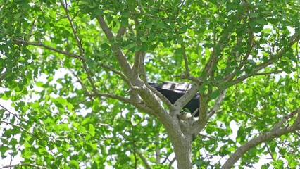 Canvas Print - crow in a forest