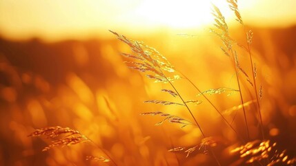 Poster - Grass outline against the setting sun