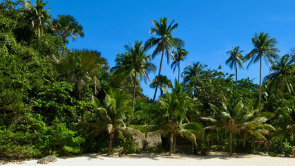 View of the tropical coast. View from the sea to the shore of a tropical island. Palm trees and jungle on the sandy shore of the island.