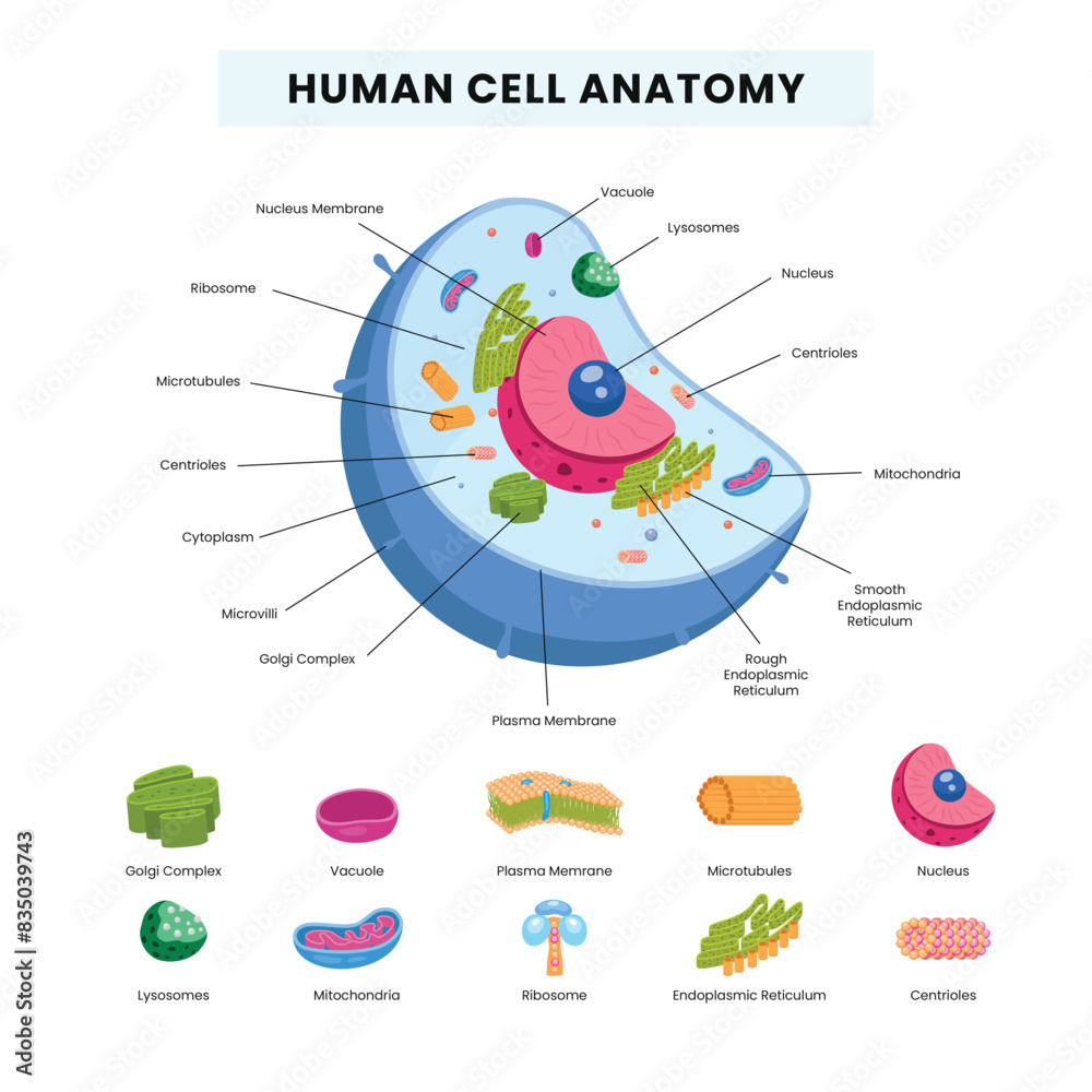 Human Cell Anatomy Infographics Educational Chart And Labelled Parts 