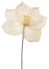Wall Mural - PNG Real Pressed white lotus flower petal plant.