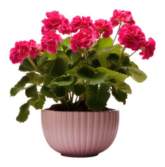 Poster - PNG Indoor flower pot plant petal vase.