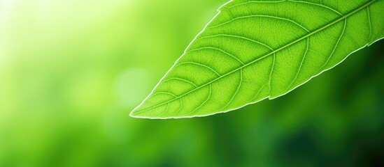 Poster - An image of a bright green leaf with a lot of empty space around it for adding text or other elements is what you see. with copy space image. Place for adding text or design