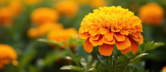 Poster - Marigold flower with a stunning yellow-orange hue, perfect for a copy space image.