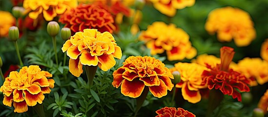 Poster - Close-up of yellow-brown Tagetes marigold flowers in a summer flower bed with a copy space image.