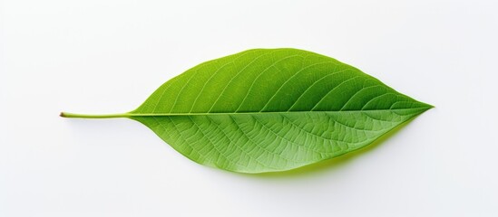 Poster - Image of a leaf with an empty space for duplication placed on a white backdrop. with copy space image. Place for adding text or design