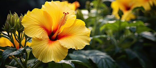 Aufkleber - Hibiscus flower with yellow petals blooming in a garden with copy space image.