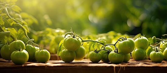 Poster - Harvest concept depicted with green organic tomatoes in the garden setting in a copy space image.
