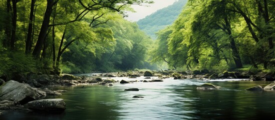 Wall Mural - Scenic view of a river with a lush forest in the backdrop, ideal for a copy space image.