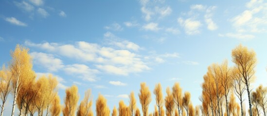 Poster - Tall poplars set against a sky backdrop with copy space image.