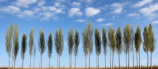 Poster - Tall poplars set against a sky backdrop with copy space image.