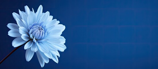 Aufkleber - close-up monochrome photo of a stunning blue chrysanthemum flower against a blue backdrop, with copy
