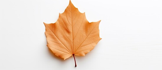 Poster - Image of a leaf with an empty space for duplication placed on a white backdrop. with copy space image. Place for adding text or design