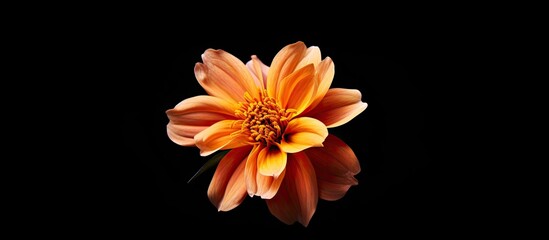 Aufkleber - A flower is seen from above in a studio setting against a black background in a photograph with copy space image.
